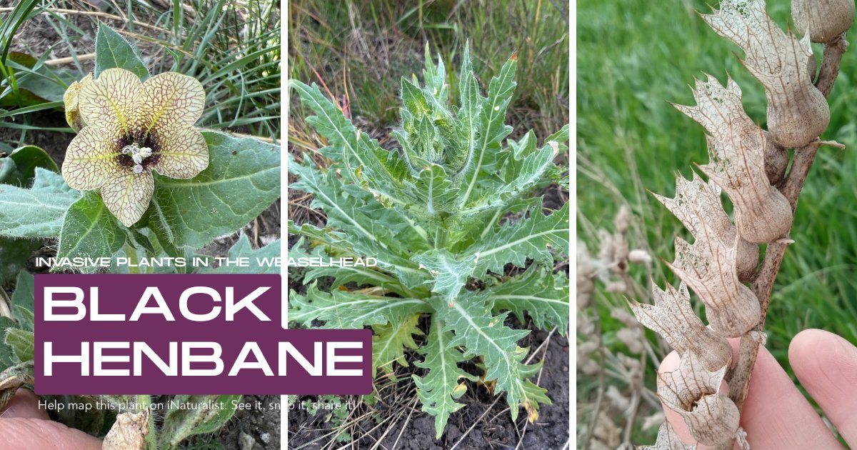 Weaselhead Society tweet media