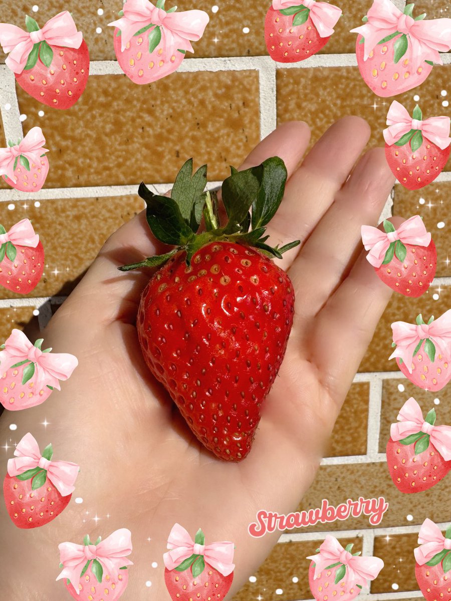 今年もいちごちゃん育ててます🍓 成長日記🌱 すでに実のなっている