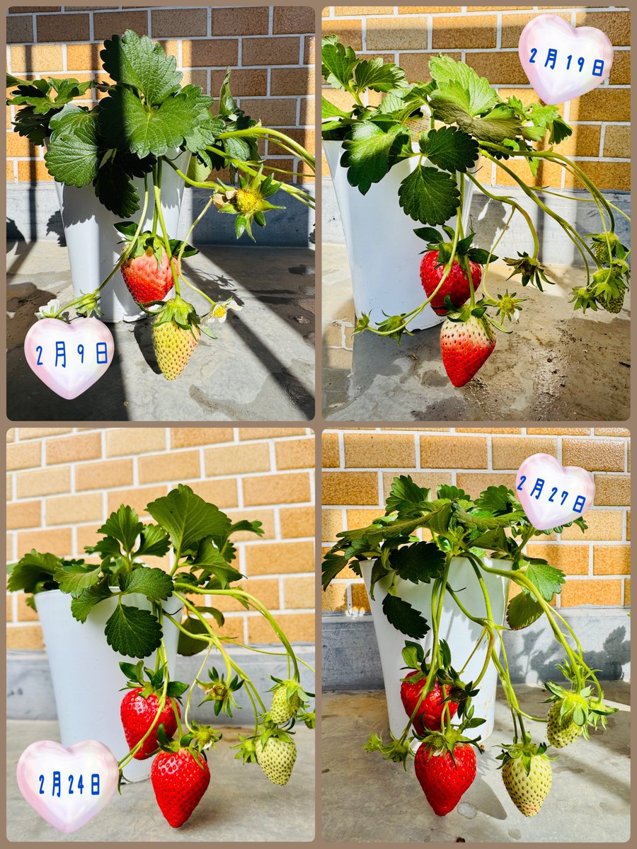 今年もいちごちゃん育ててます🍓 成長日記🌱 すでに実のなっている