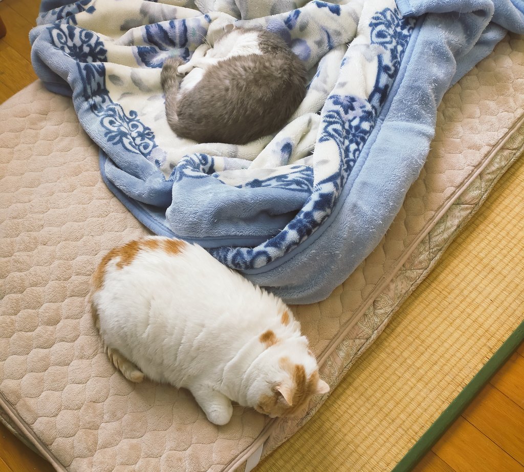 まさまさ(猫) (@nyanyanya0902) on Twitter photo 