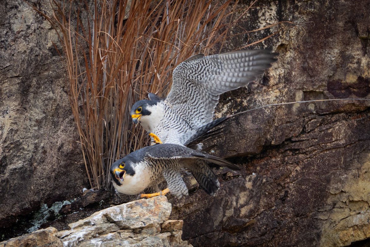 hide94677's tweet photo. Following a failed hunt, the male returned and copulation was observed on the cliff ledge (~10 sec). First of the season.

#PeregrineFalcon #FalcoPeregrinus #RaptorResearch #BirdBehavior #AvianEcology #WildlifeObservation #RaptorLife #FieldStudy https://t.co/SQlJPmnBAJ