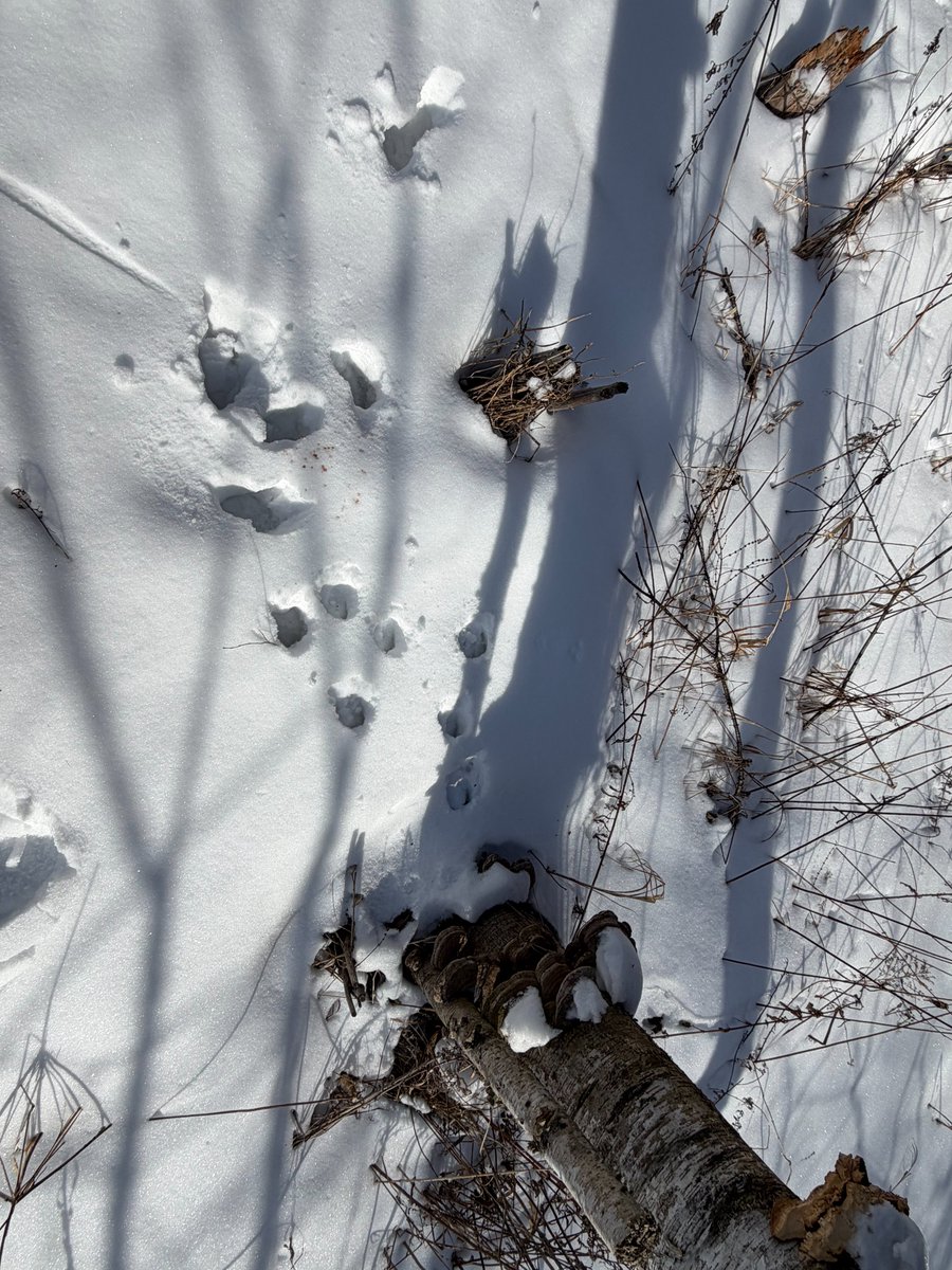 Daggerlad tweet media