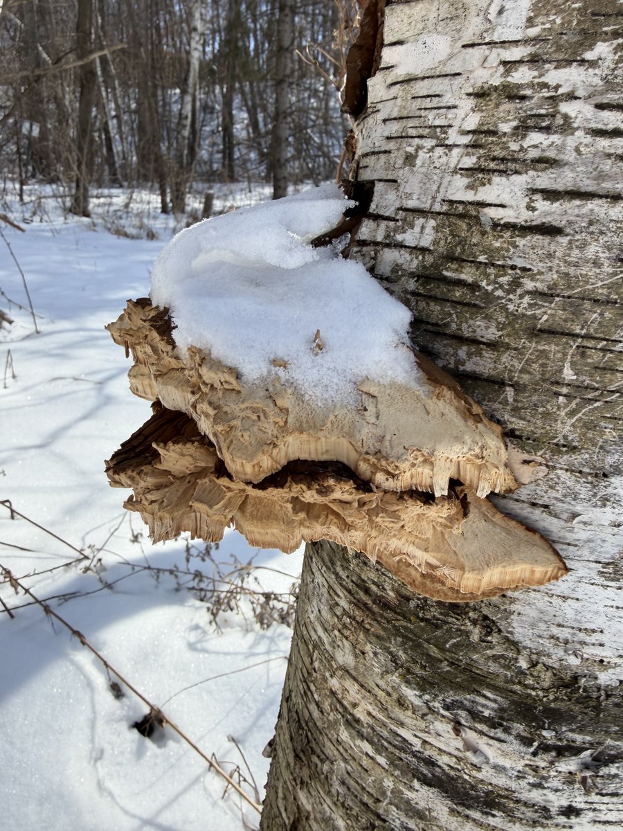 Daggerlad tweet media