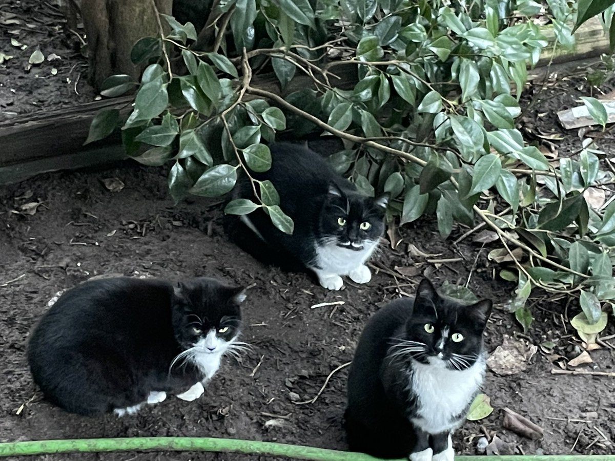 Buffy the misogynist slayer (cervix haver) tweet media