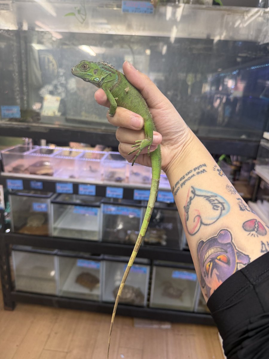 OG Hiroshima 五日市に移転しました！ (@exoticOG2) / Posts / X