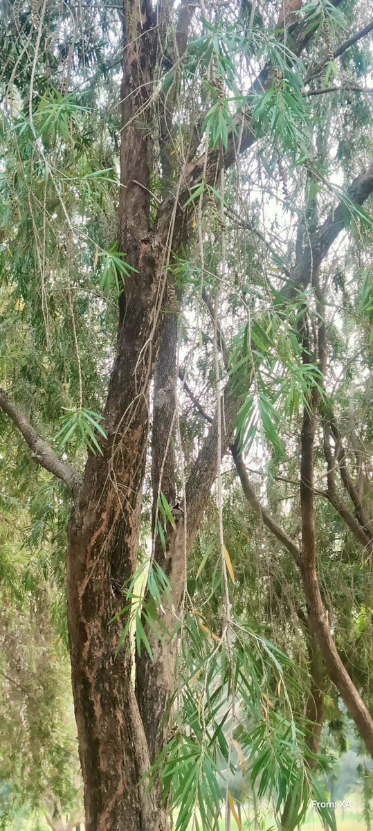 swordsnhammer's tweet image. #Friday #feels like #forest dreams with my favorite... #FrenchToast . 
Bonjour ! Je me sens super bien ! My favourite course "the Sorbet" what's yours? 😀