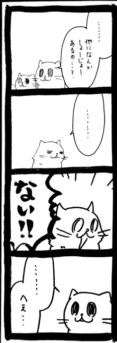 ドワーフキャットタオルちゃん27 