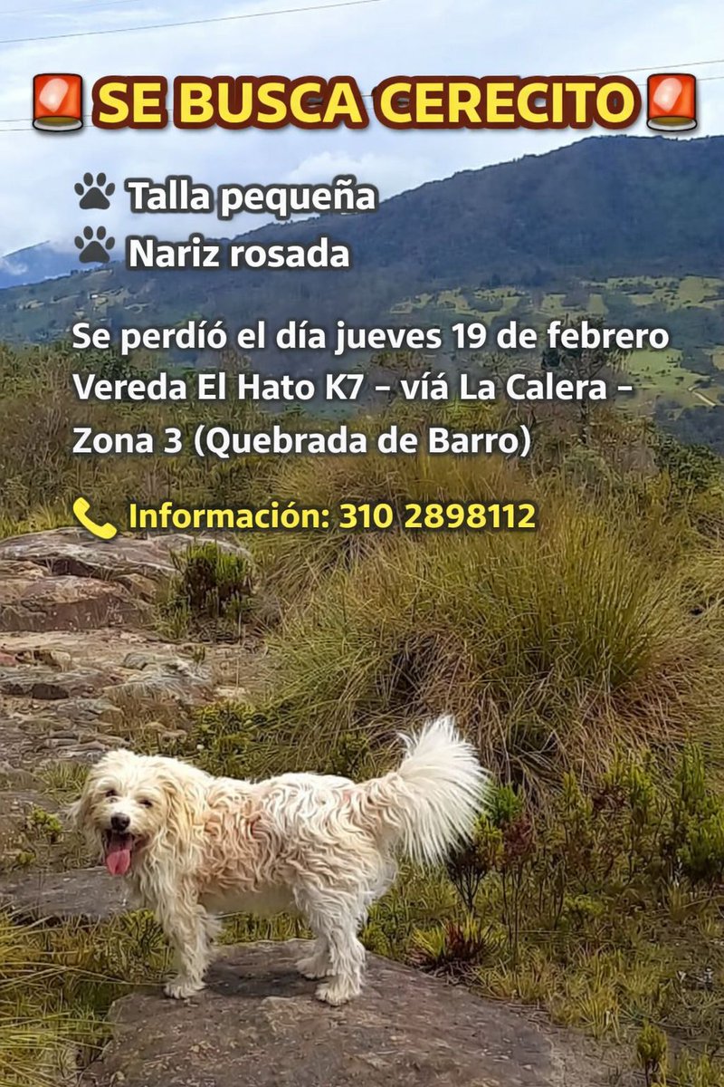 🆘️ Vecinos y visitantes de #LaCalera, vereda El Hato. Estamos buscando a  Cerecito, que desapareció  extrañamente el 19 de febrero.  Si alguien sabe de su paradero, favor escribir al número del cartelito o al 321 2598051