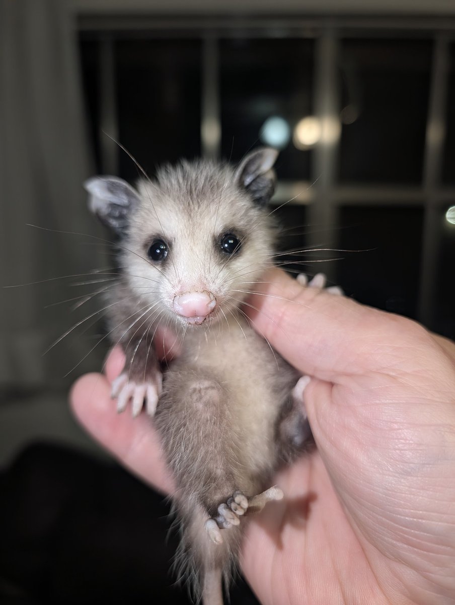 undeadcows's tweet photo. We found a baby possum in the backyard. https://t.co/6FKxrsGuvb