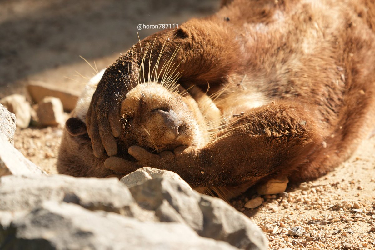 ホロン (@horon787111) / Posts / X