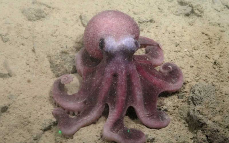 noticierovv's tweet photo. #Internacional | Científicos chilenos descubren nueva especie de pulpo de aguas profundas del Pacífico
Amplía la información aquí:
https://t.co/GVLY4MzuIE
#NoticiasVenevision #Feb26 https://t.co/uXbRccyoJD
