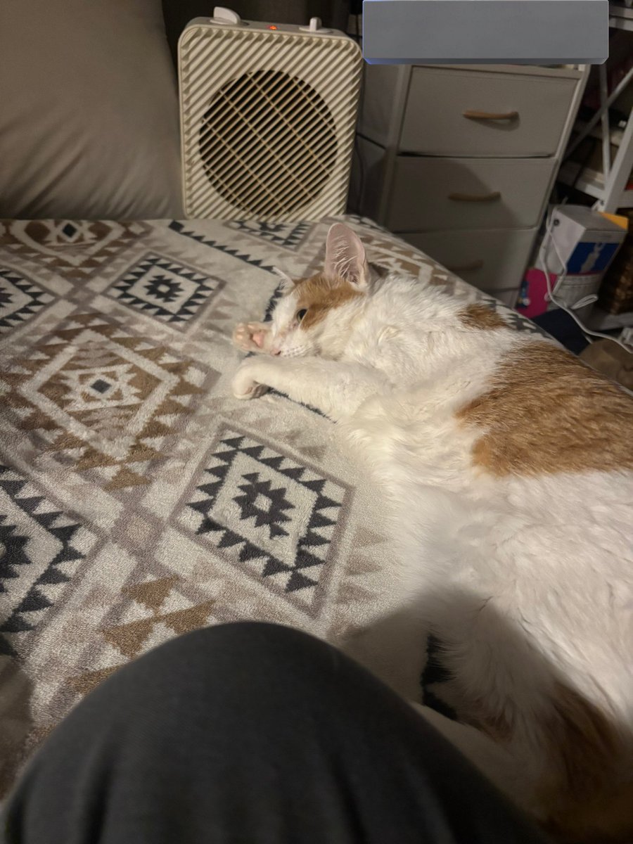 Beezleboop 🤍 tweet media