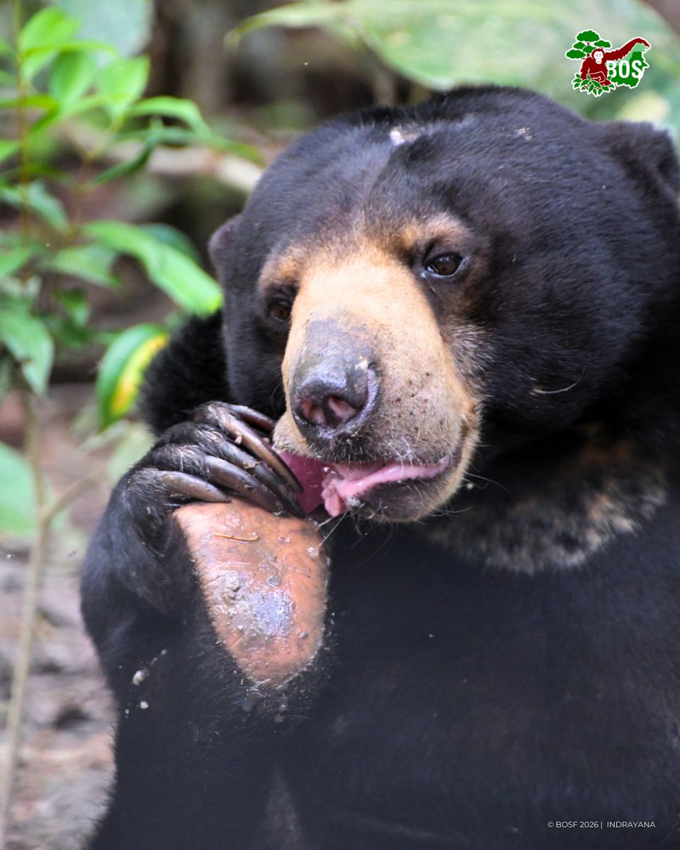 bornean_OU's tweet photo. #POTW 📸  Captured by Indrayana

Pink snack alert! 🍉🧊

Tapir the sun bear is enjoying a dragon fruit ice block, one of the enrichments prepared to keep bears active and stimulated at Samboja Lestari.

#SaveSunBears https://t.co/lWIP52IGgk