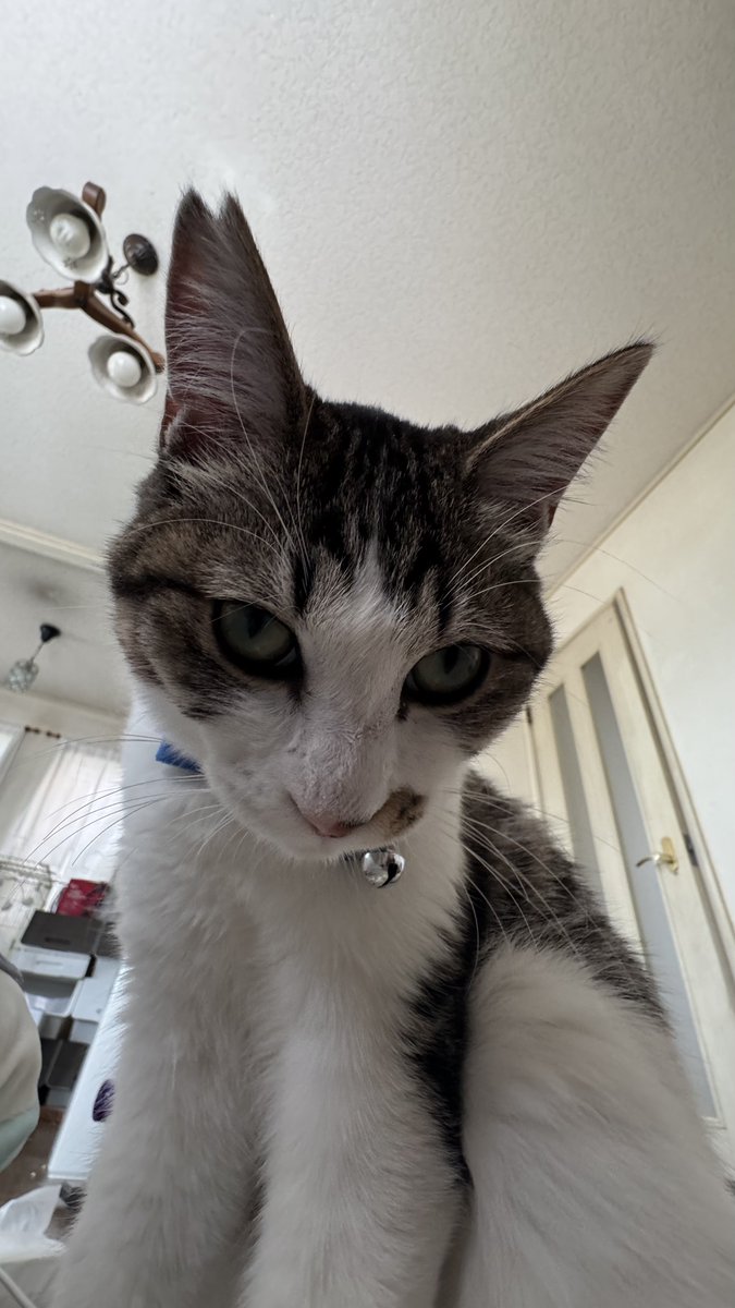 『クスッと動画』けろCHAN【Satoshi Onishi】 tweet media