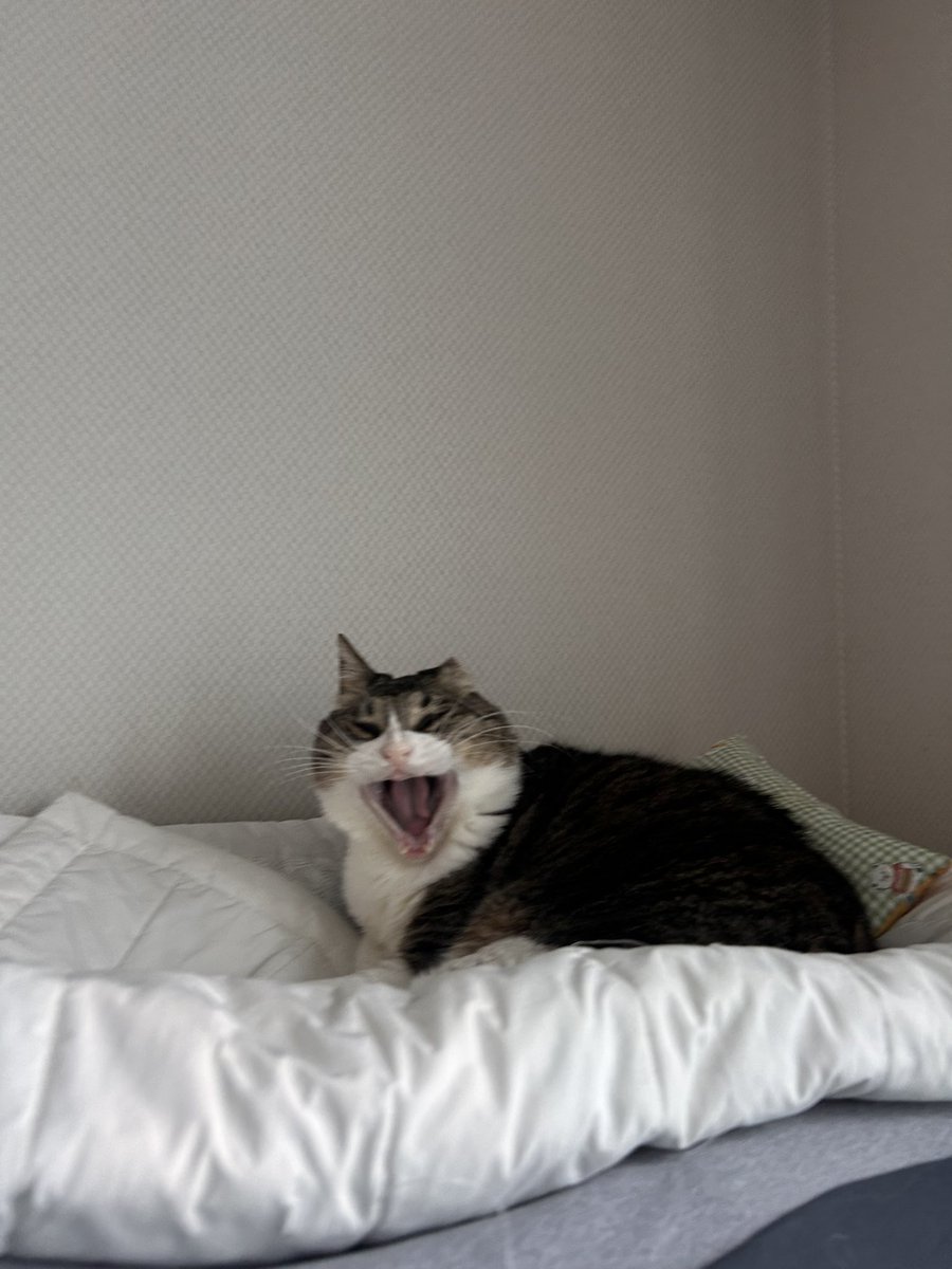 납작이에요🍙 tweet media