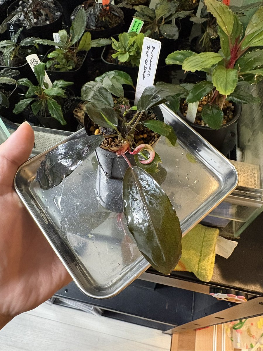 RuRu_se23's tweet image. わけのわからん奇形葉を出し続けて苦節約一年弱。
ようやく綺麗な葉を出してくれました。
(ついでに子株も)
ヒヤヒヤするから止めていただきたい笑

#Bucephalandra
#Sosok