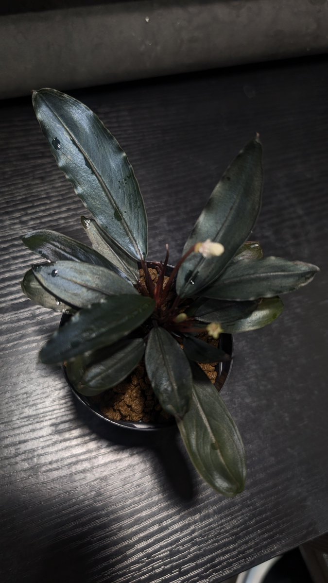 ありゅーあ (@sa_allure3838) / Posts / X