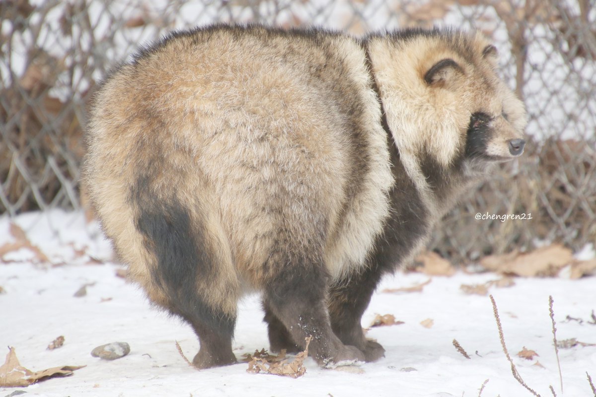 ポンキチのポンケツ #北きつね牧場