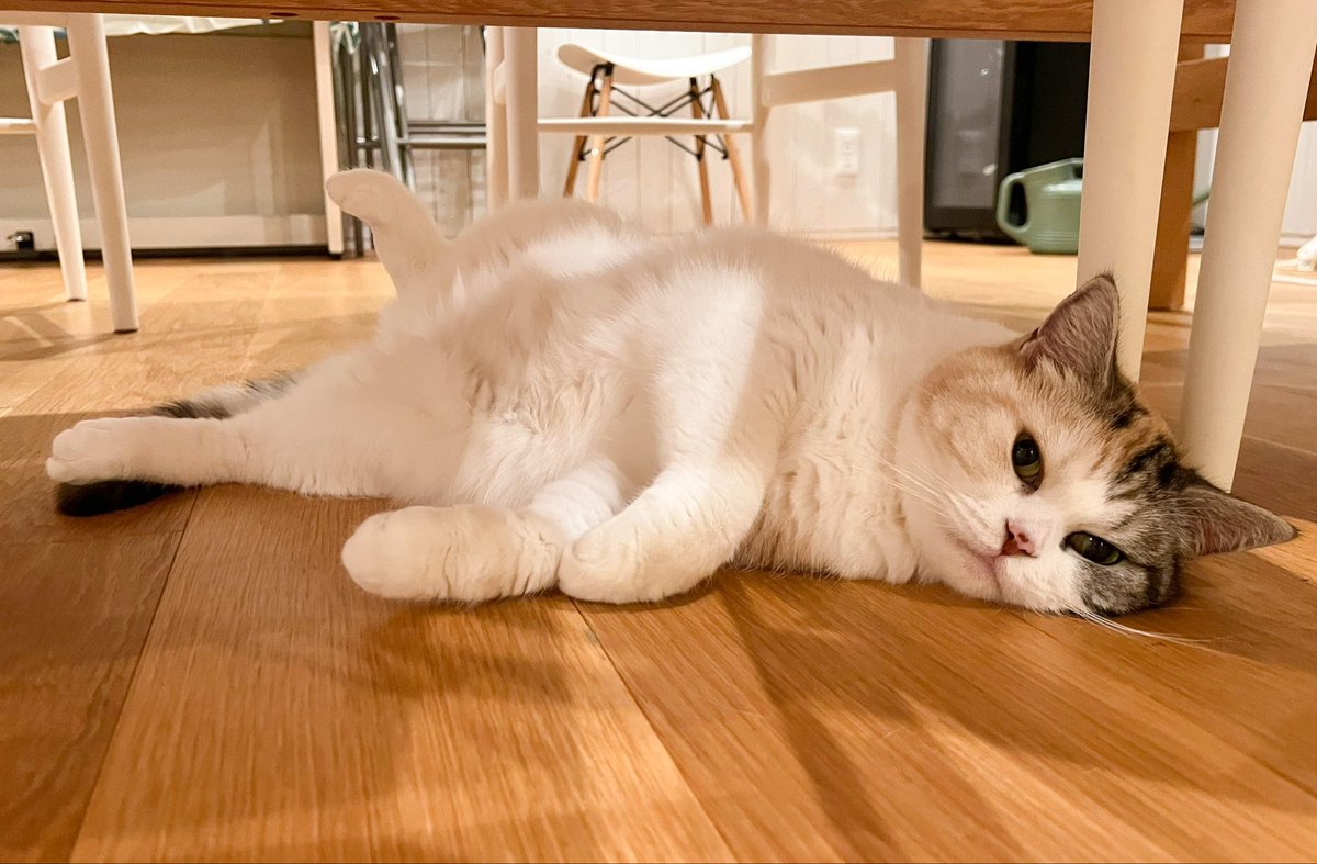 床暖とはまだまだ仲良し🐱