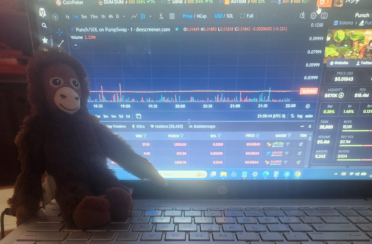 My mini watching the chart 👀🐒🤣