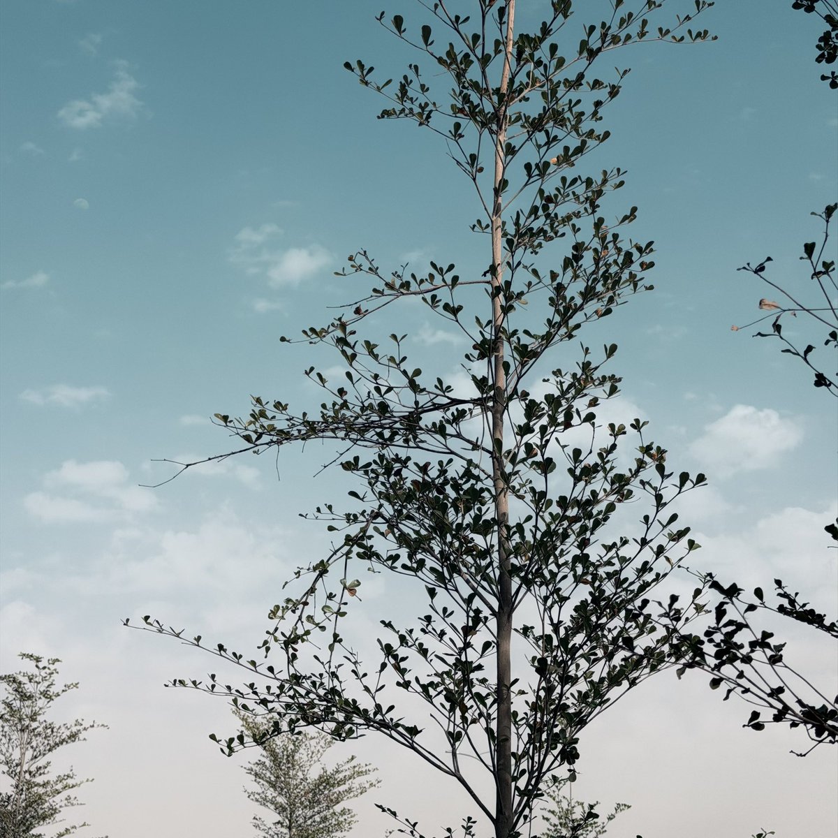 أَبْسَل tweet media