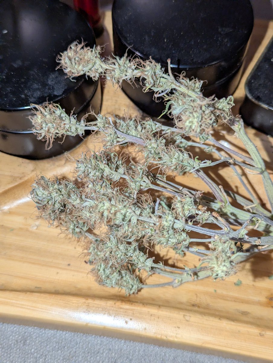 BagBrownS's tweet image. Atlas Wedding Cake Auto is still fire after my abuse. She was the calibration run for a new tent. PPFD stunted in early veg. Clean dry in 3 days. 3 baller azz grams! The early test is mild vanilla with peppery green throat tickle. #stillworks