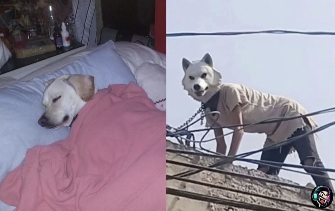 Mi perrito bien a gusto en la cama // Mi hermano en la azotea porque se cree therian