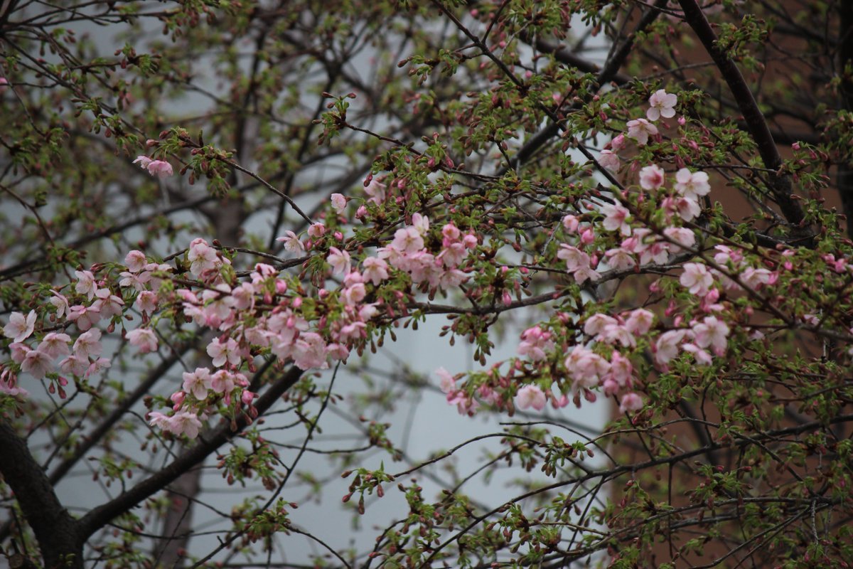 🌸ヒガシノスケのさくらニュース🌸 オオカンザクラの並木道でさくらが