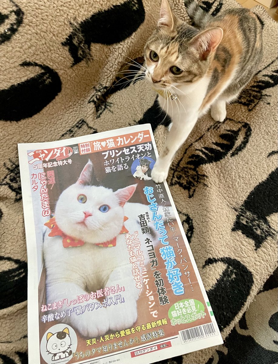 日刊ニャンダイはキャッツミャウブックスでもずっと買えまーす