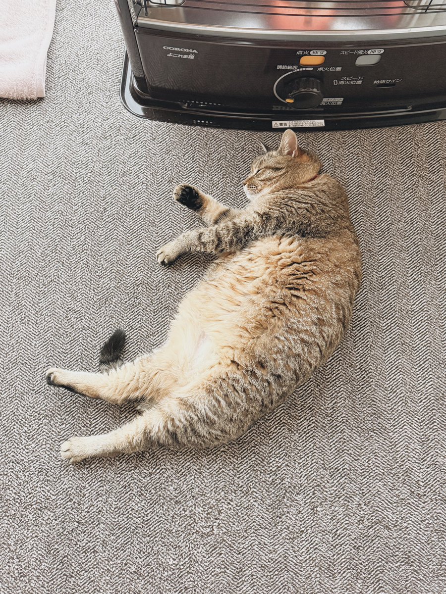 本日の落ちてる猫です