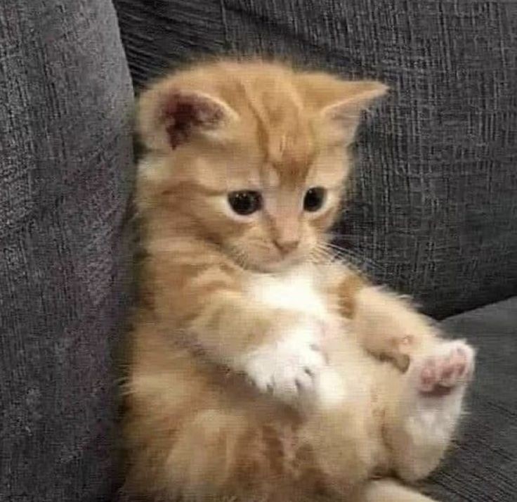 ساقی اکسوپلنت 🇮🇷 . tweet media