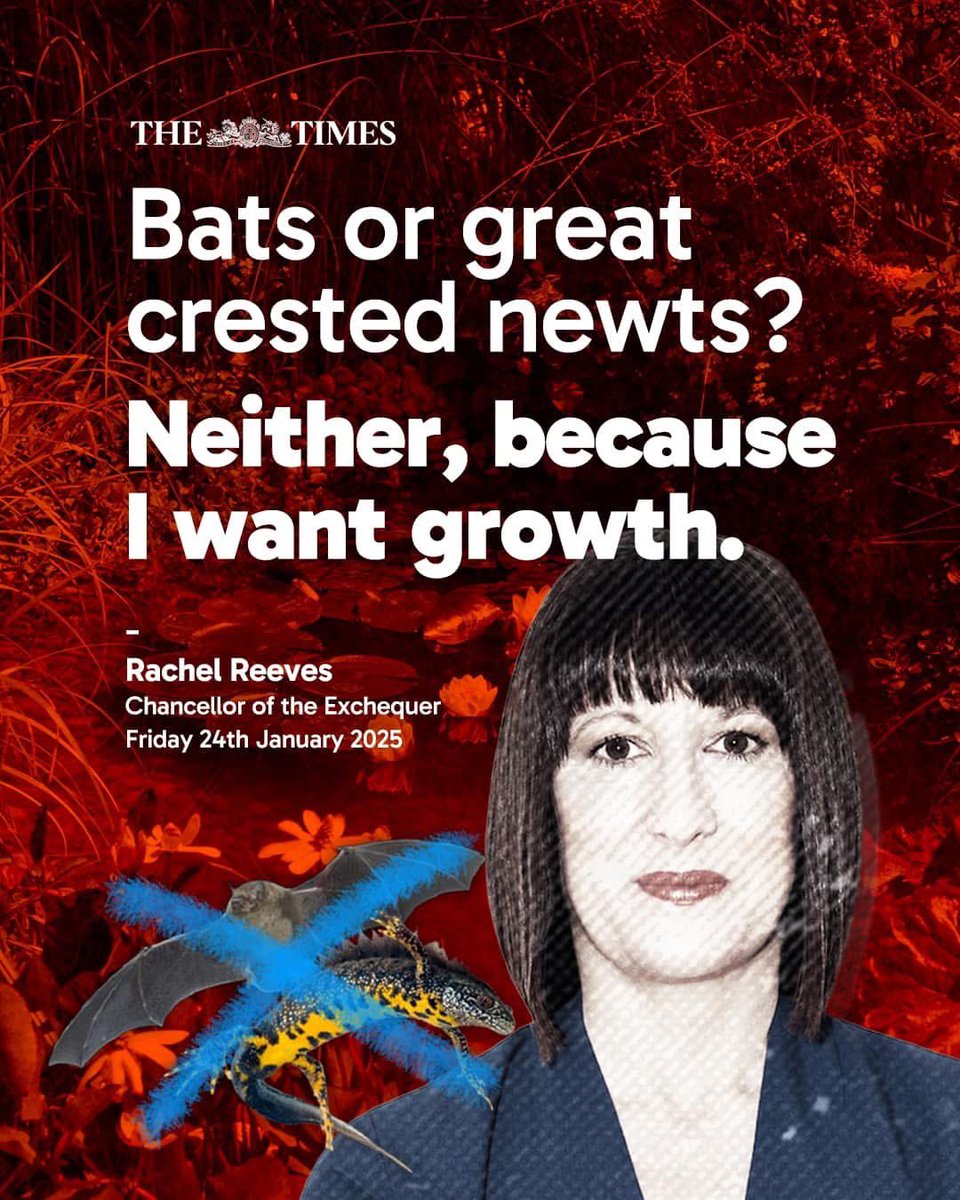 Danica Priest🦇🦎🦇🦎🍃💚🍃 tweet media