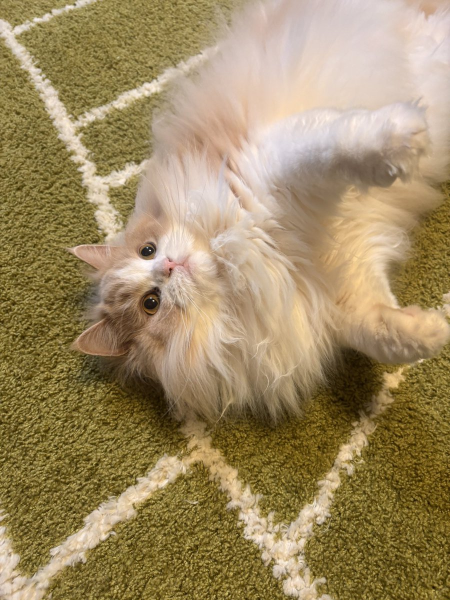 りんくんとおとちゃん tweet media