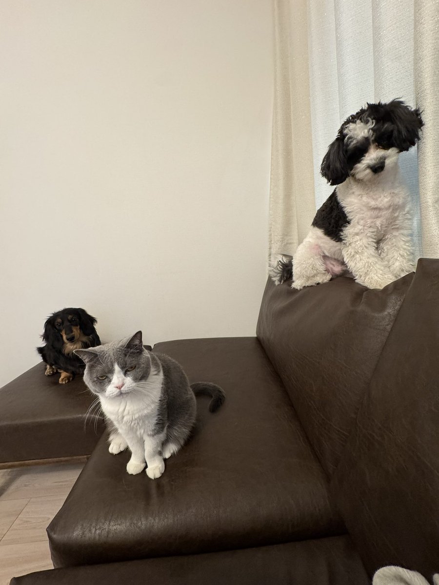 げろみ不動産 tweet media