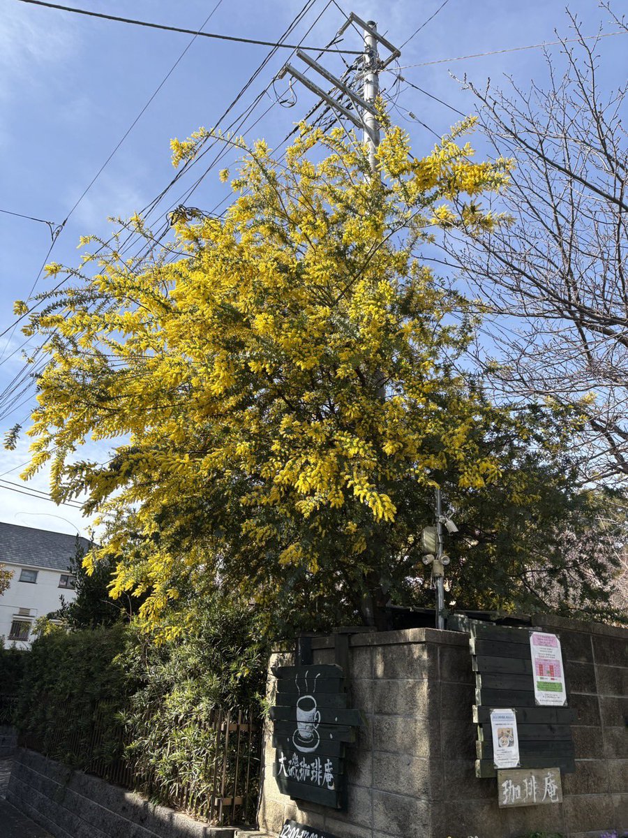 ミモザは決して地植えするな（実家）