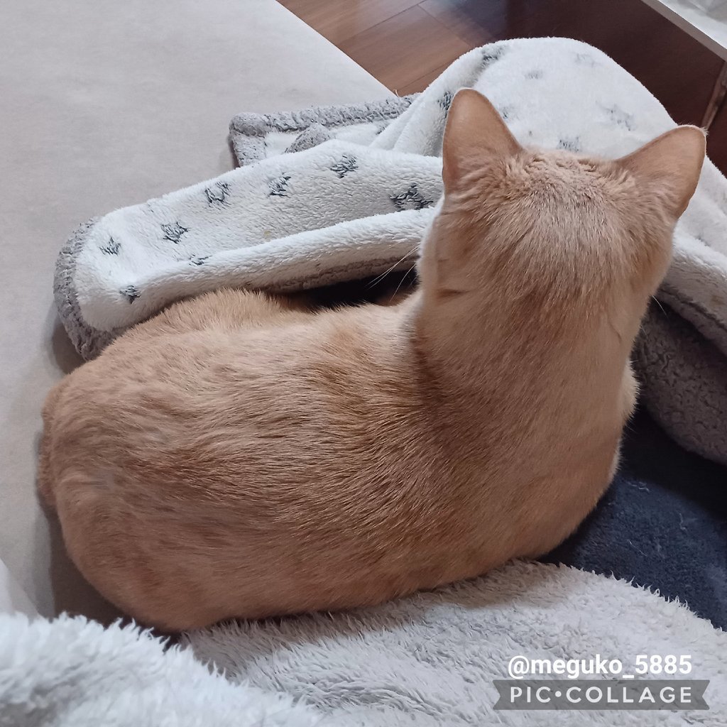 飼い主の足の上に乗って寛ぐチャイちゃん🐱 #ながしっぽのチャイ #猫の