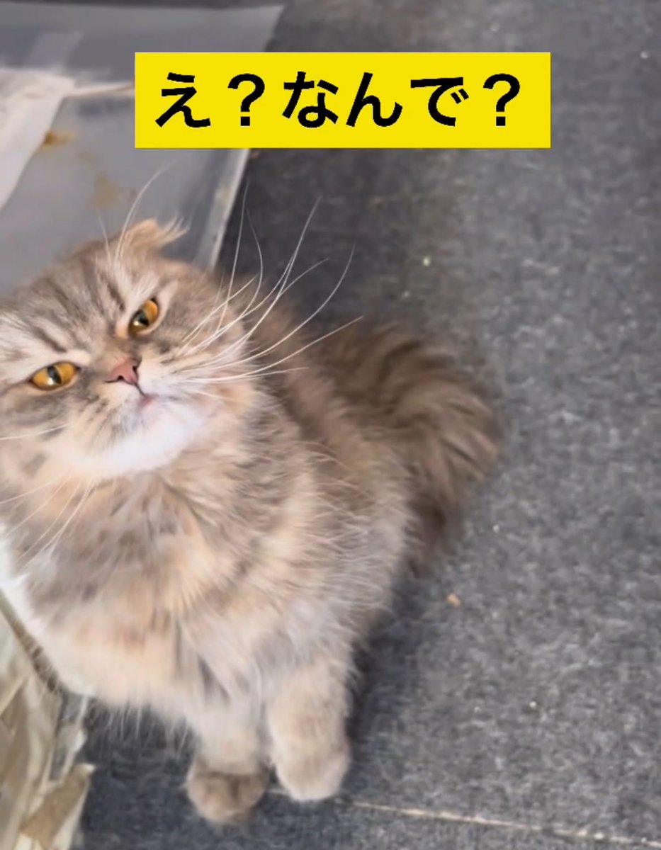 スコティッシュのシラスちゃんは
私が猫の鳴き真似をすると
なぜか？猫パンチしてくる😨💦

youtube.com/shorts/lRcJ2z8…
<a href="/YouTube/">YouTube</a>  より。

 #Cats #CatsOfX #CatsOnTwitter                            
 #猫 #cute