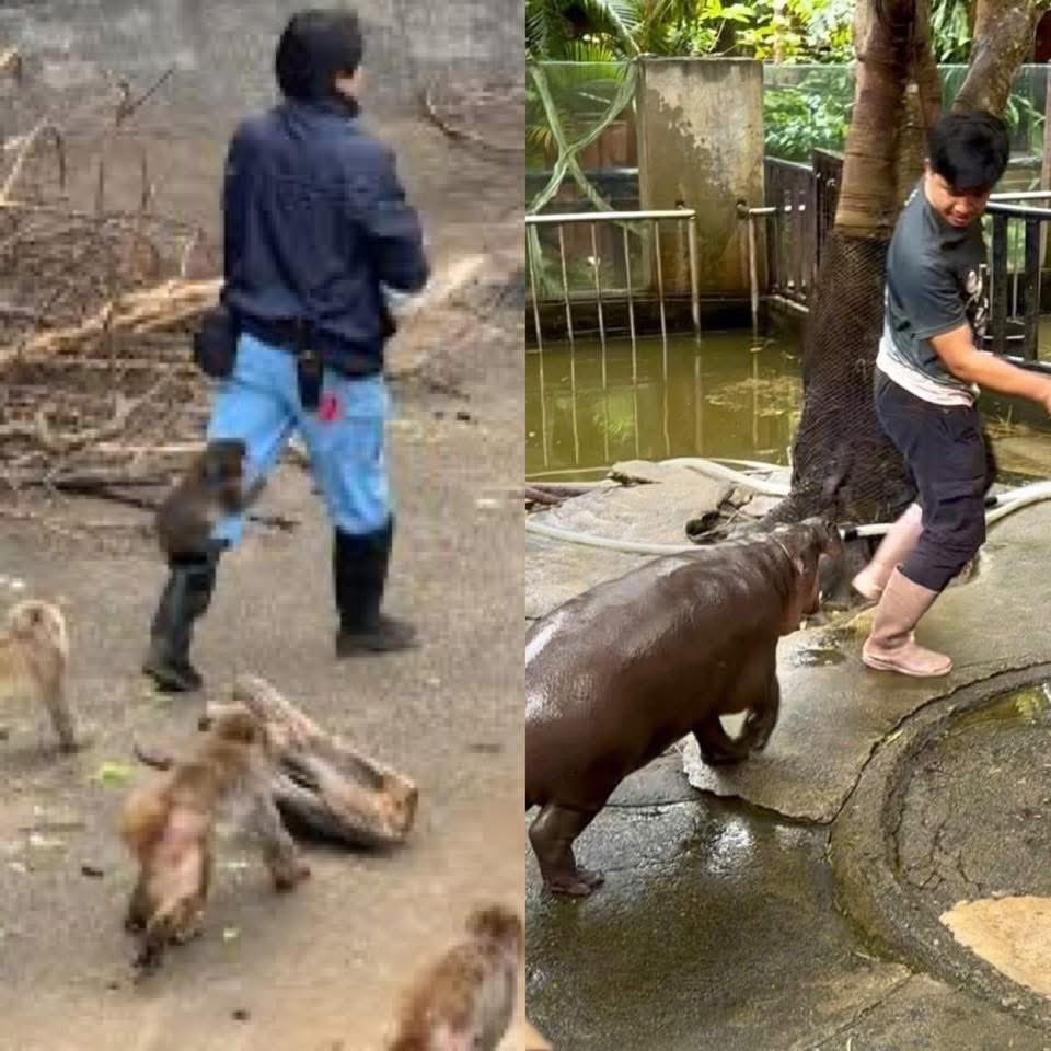 หมูเด้งแค่อยากกอดขาเหมือนพันซ์คุง
พ่อจะวิ่งหนีทำไม 5555 
ความแตกต่างระหว่างการเลี้ยงสัตว์ที่สามารถทำให้ขาเราแหว่งได้ กับสัตว์ที่อ่อนโยน 🤣 #hippo #PygmyHippo #ขาหมูแอนด์เดอะแก๊ง #หมูเด้งเด้งกี่โมง #Moodeng #พี่ขาหมู #สวนสัตว์เปิดเขาเขียว