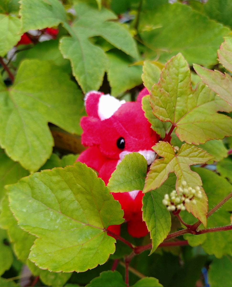 #てづバ神戸 当選しましたァ!!!!
2026年GWは 愉快な仲間たちに逢いに来てください⸜(*˙꒳˙*)⸝