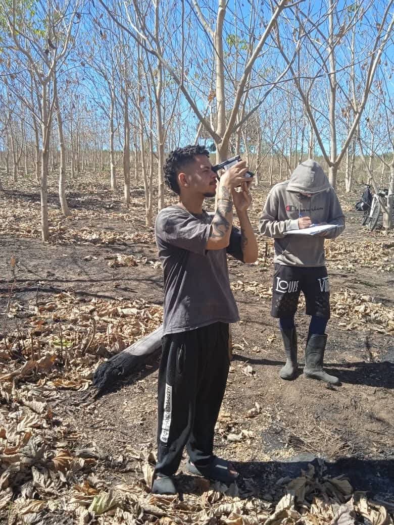 CubaMES's tweet photo. 🙌 Estudiantes de primer año de la carrera Ing. Forestal de la Fac. de Ciencias Agropecuarias de la @UnissJMarti, realizan su práctica laboral en las áreas de bosques de EAF S.S, experiencia que les permite aplicar los conocimientos recibidos.
ℹ️📷 #Uniss
#Cuba #CubaSoberana https://t.co/RZId4byI8r