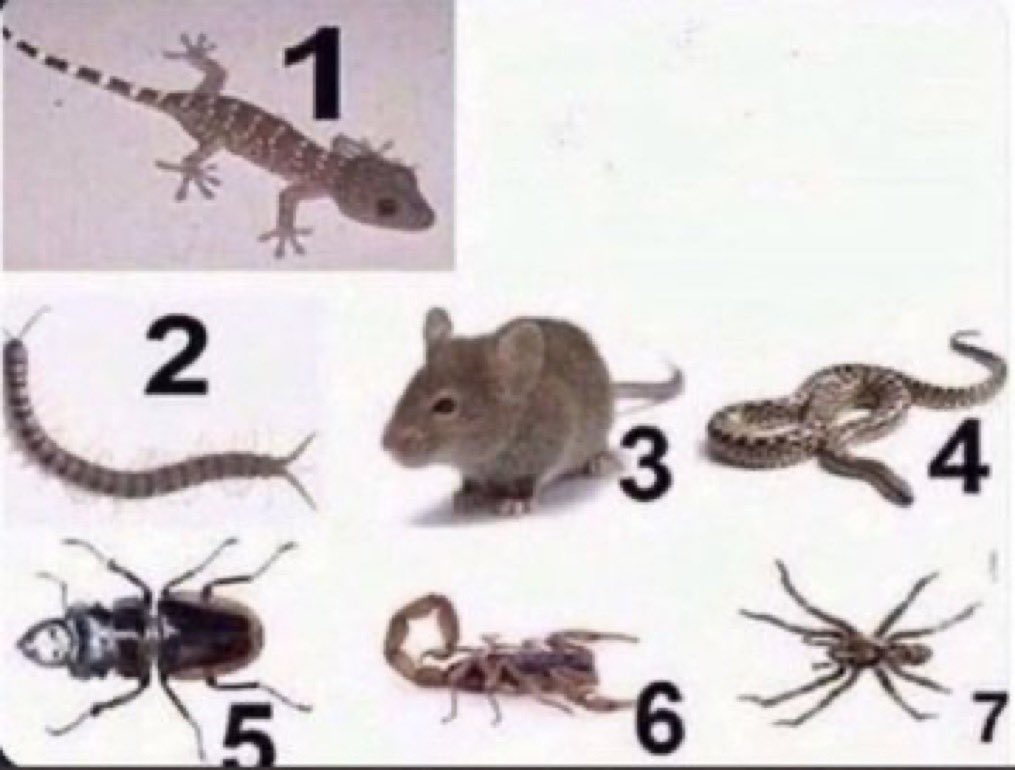 ناصر tweet media