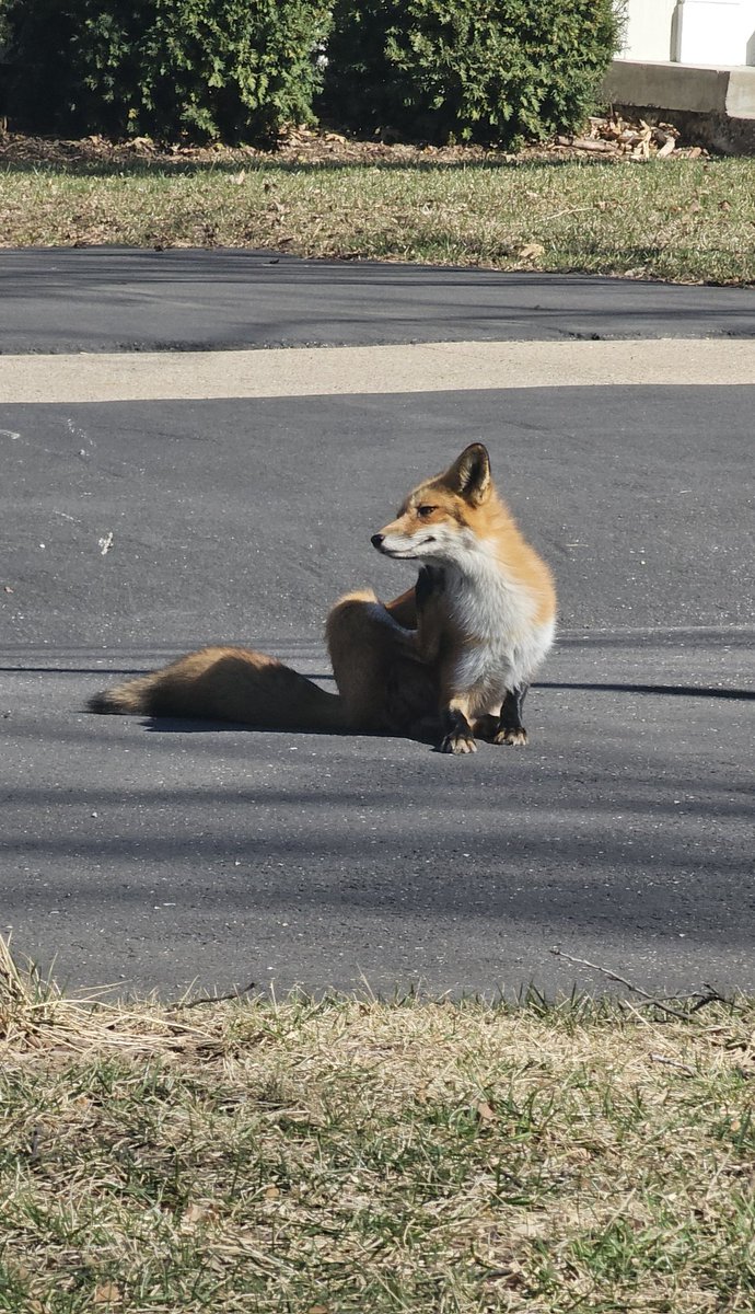 The sewer fox returned today.

What does that mean for Trevor Larnach?