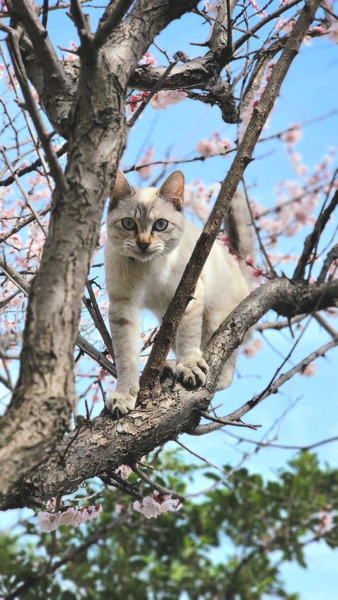 Rou_Pickpockets's tweet photo. 木登りねこ https://t.co/HVNgWS0hWl