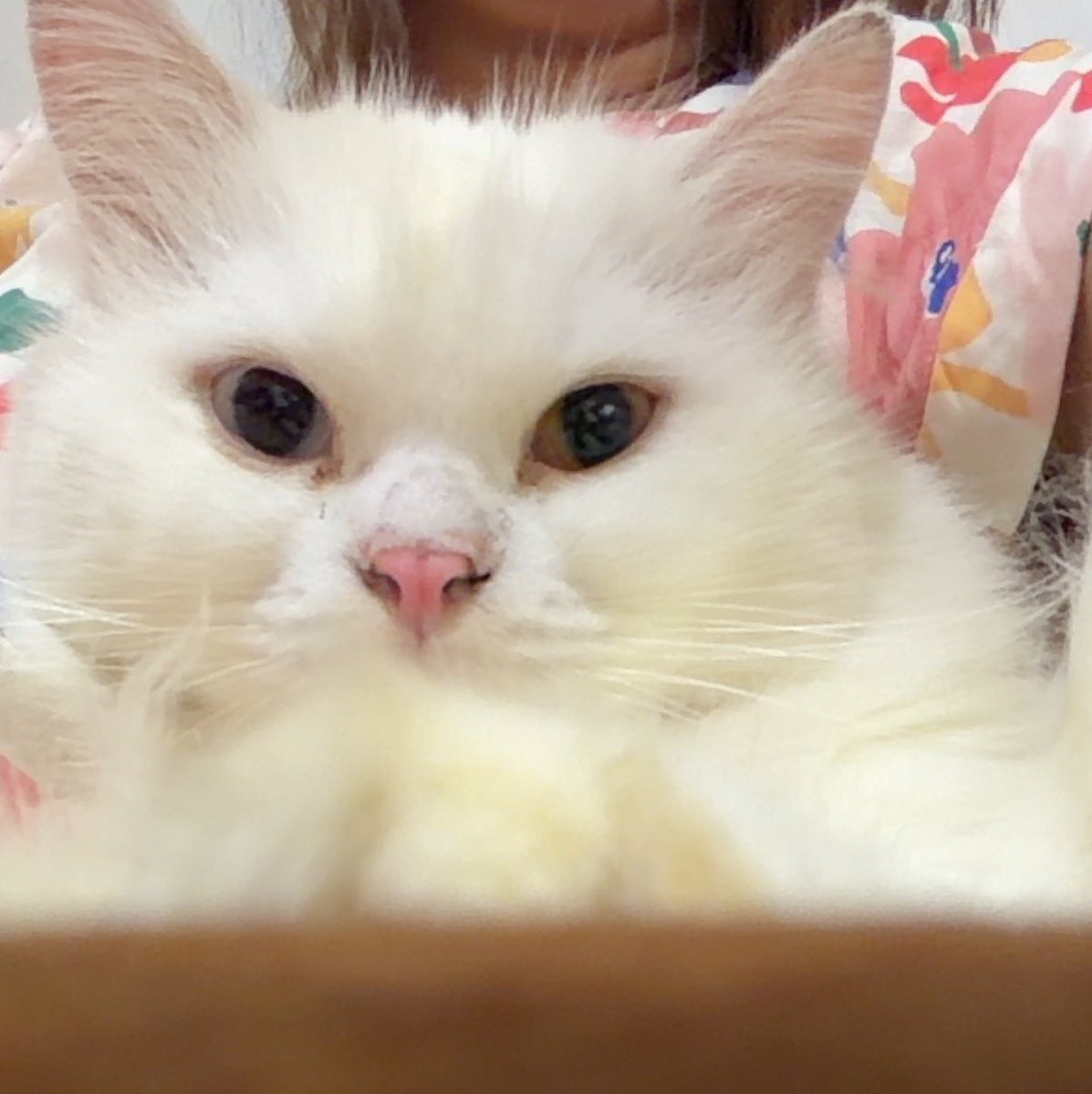 Milo🐥 Uno🦖 tweet media