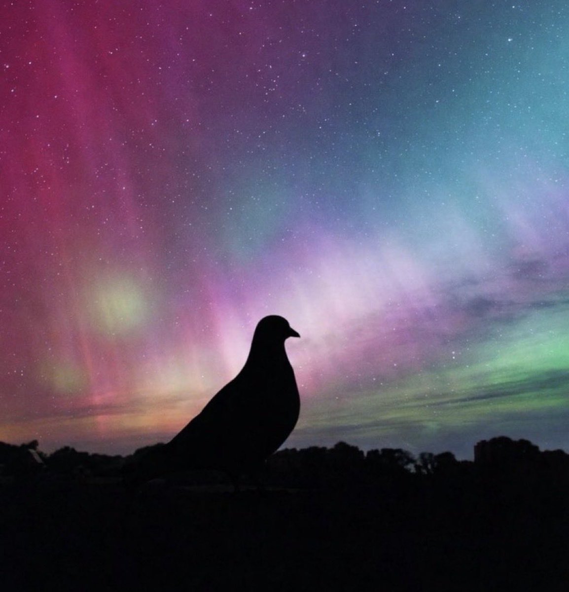 dukeofmomoney's tweet photo. @maxbidbro $Pigeon aura https://t.co/kLN78qMxxL