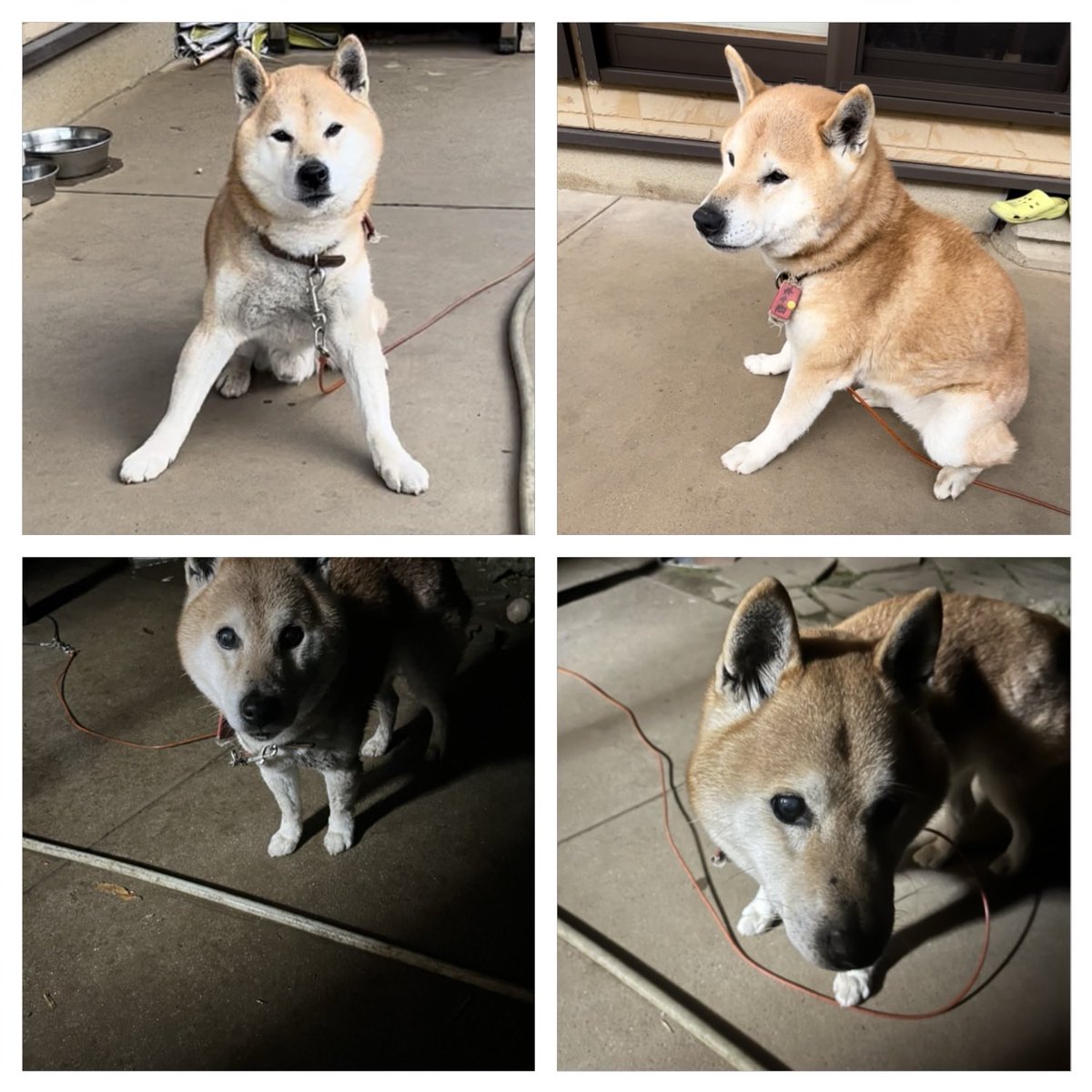 shiba201008 早く無事に見つかりますように🙏 #茨城県 #神栖市 #柴犬