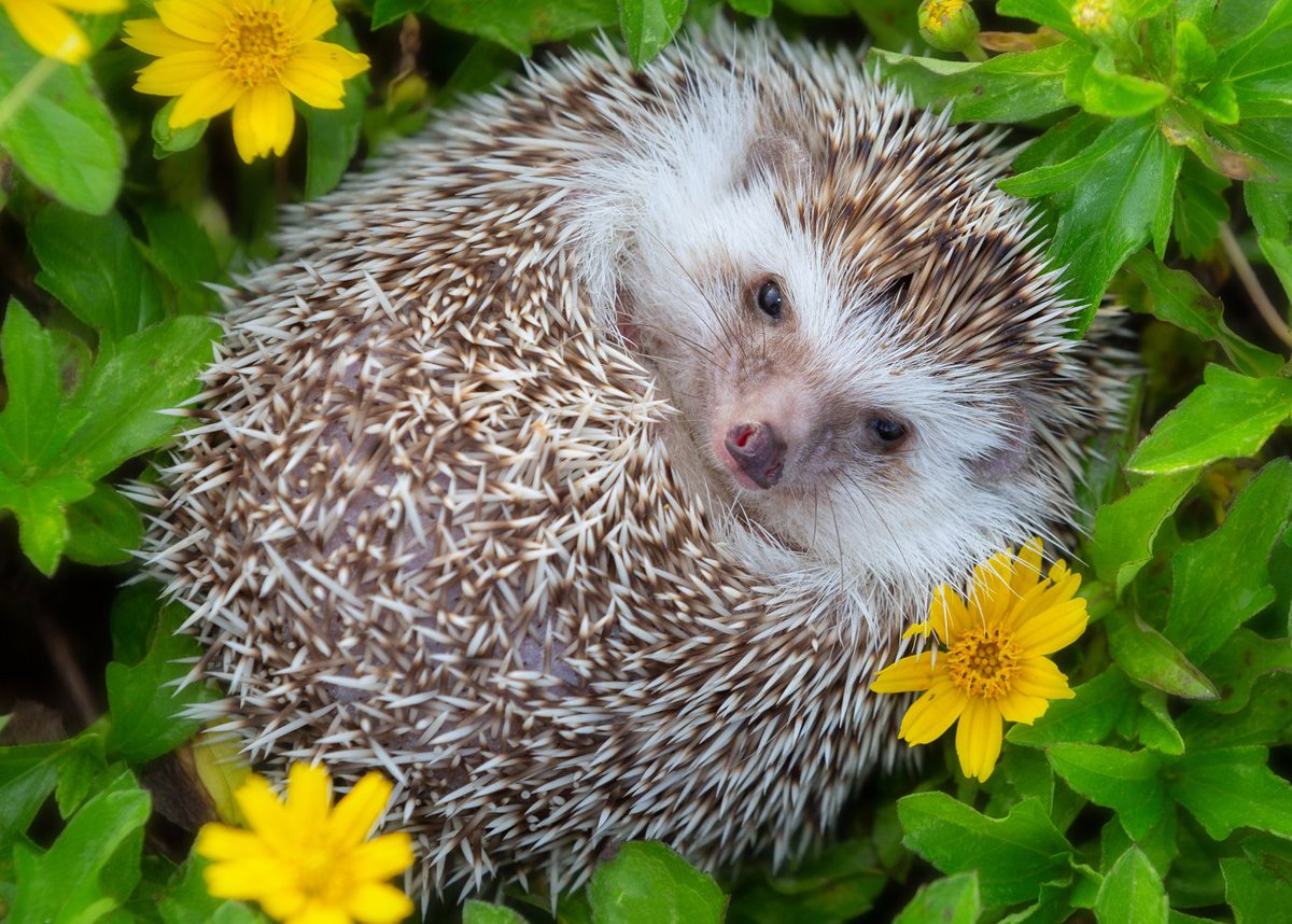 Insightful tweet media