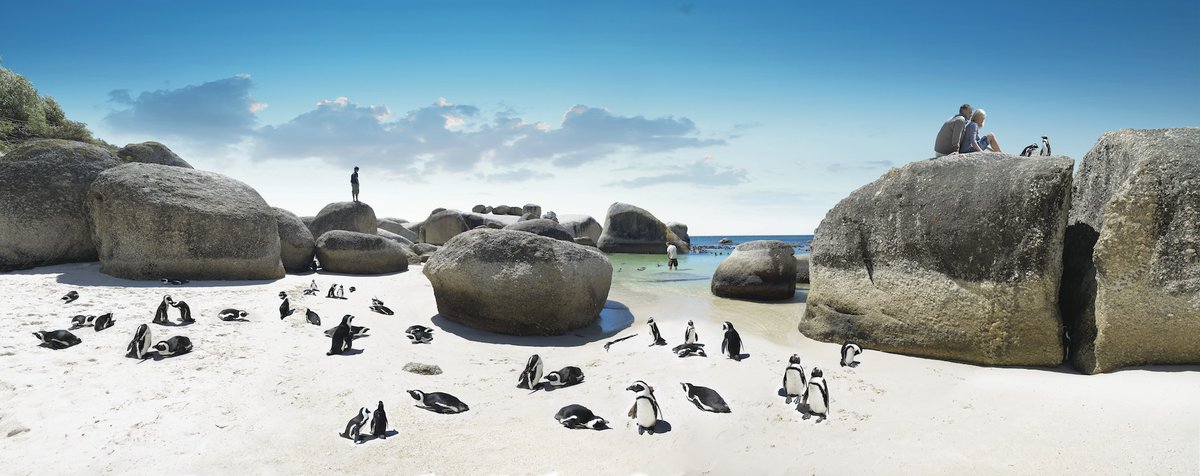 南アフリカ観光局 tweet media