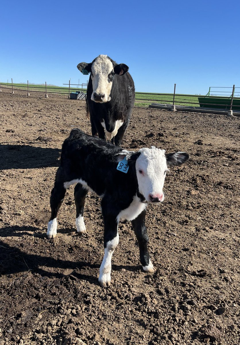 kmerle7's tweet image. When that Hereford cross reeeeally shows up! #Chrome #Baldy