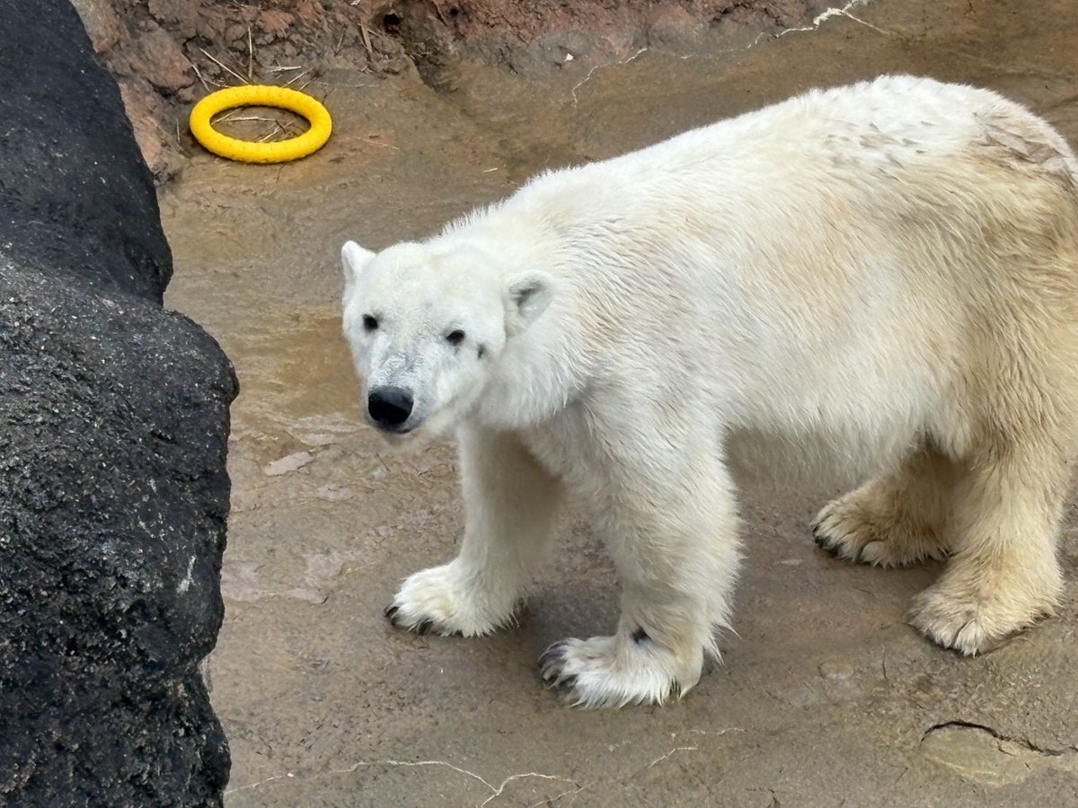 アフリカゾウ (@OShX5VLgjS21166) / Posts / X